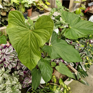 Anthurium Balaoanum